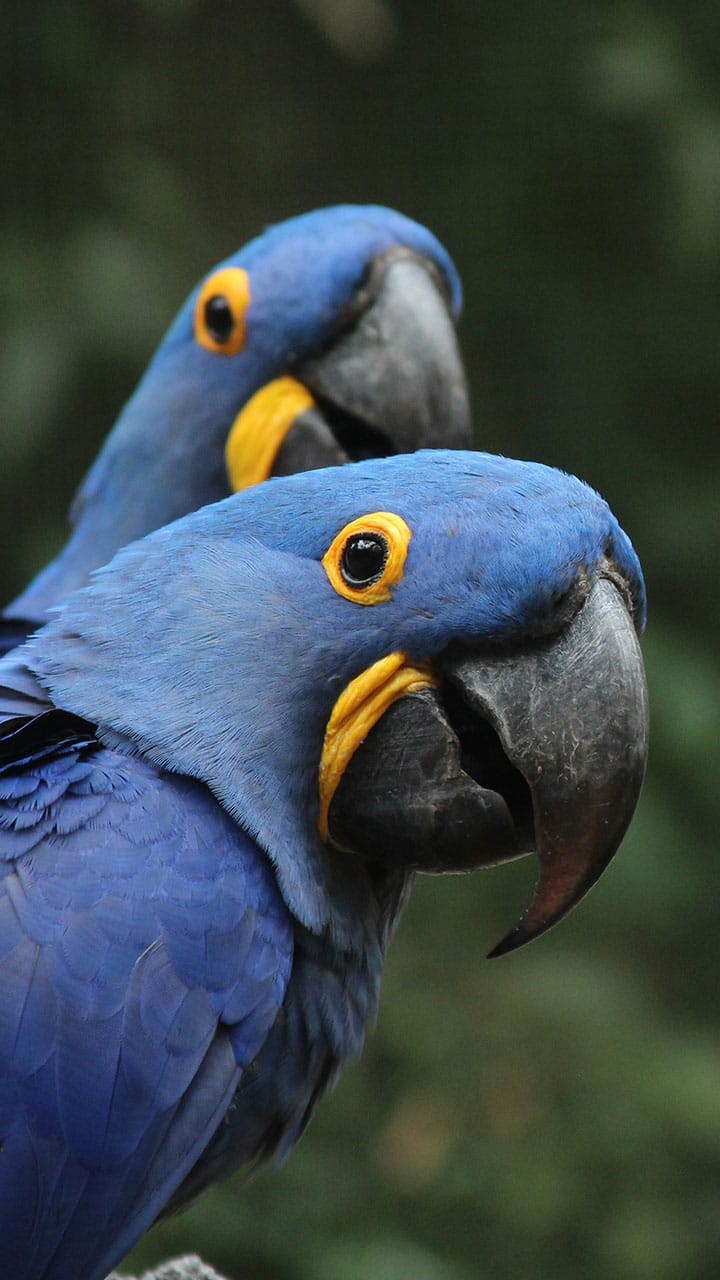 vos vidéos sur Twitter, adoptez l'oiseau bleu pour votre stratégie onicanale